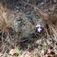 Wahlenbergia sp. at Hughes, ACT - 1 Jun 2023