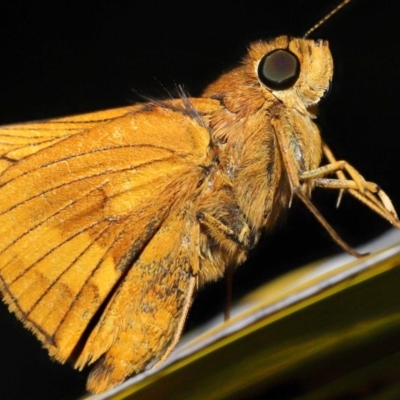 Ocybadistes walkeri at Wellington Point, QLD - 3 Apr 2023 by TimL