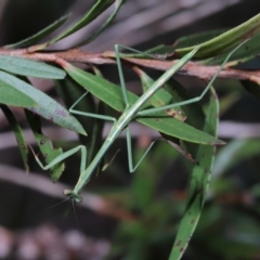 Mantidae (family) adult or nymph at Wellington Point, QLD - 7 Jun 2023 by TimL