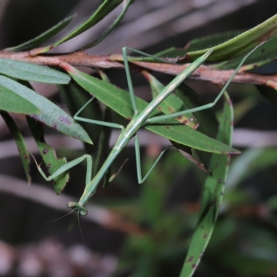 Mantidae (family) adult or nymph at Wellington Point, QLD - 7 Jun 2023 by TimL