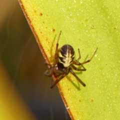 Phonognatha graeffei at Braemar, NSW - 17 May 2023 by Curiosity