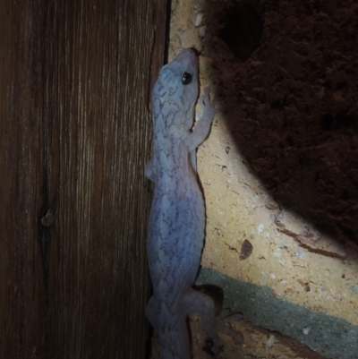 Christinus marmoratus (Southern Marbled Gecko) at Conder, ACT - 1 Dec 2022 by MichaelBedingfield