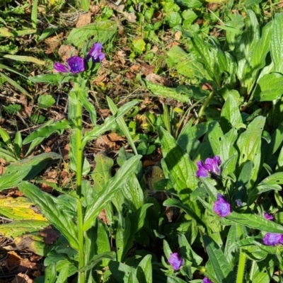 Echium plantagineum (Paterson's Curse) at Isaacs, ACT - 9 Jun 2023 by Mike