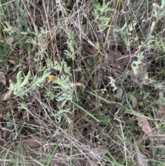 Chrysocephalum apiculatum at Yarralumla, ACT - 9 Jun 2023 02:24 PM