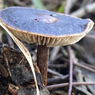 Unidentified Cap on a stem; gills below cap [mushrooms or mushroom-like] at Molonglo Valley, ACT - 9 Jun 2023 by SteveBorkowskis