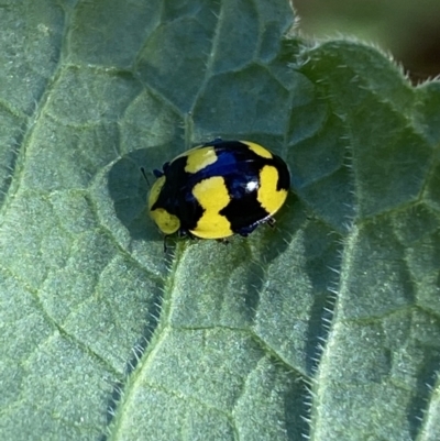 Illeis galbula (Fungus-eating Ladybird) at Canberra, ACT - 9 Jun 2023 by SteveBorkowskis