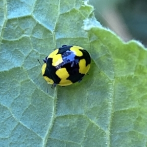 Illeis galbula at Canberra, ACT - 9 Jun 2023