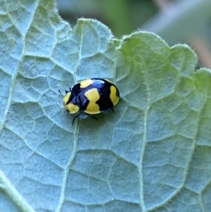 Illeis galbula at Canberra, ACT - 9 Jun 2023