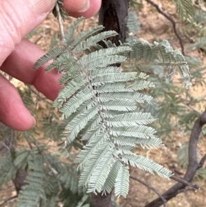 Acacia dealbata at Yarralumla, ACT - 9 Jun 2023