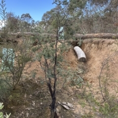 Acacia dealbata at Yarralumla, ACT - 9 Jun 2023