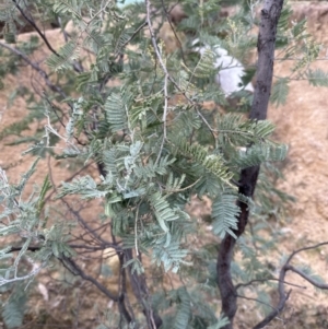 Acacia dealbata at Yarralumla, ACT - 9 Jun 2023