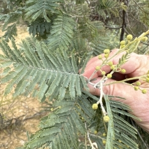 Acacia dealbata at Yarralumla, ACT - 9 Jun 2023