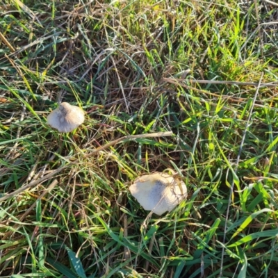 zz agaric (stem; gills not white/cream) at Isaacs, ACT - 9 Jun 2023 by Mike