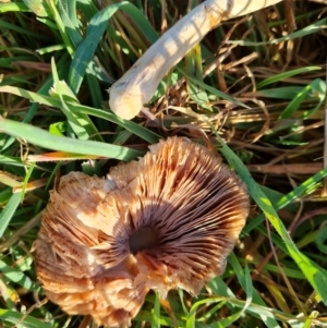 zz agaric (stem; gills not white/cream) at Isaacs Ridge and Nearby - 9 Jun 2023