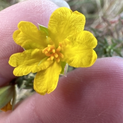 Hibbertia calycina (Lesser Guinea-flower) at Yarralumla, ACT - 9 Jun 2023 by lbradley