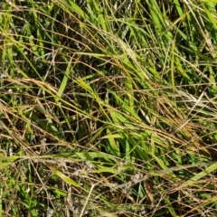 Microlaena stipoides (Weeping Grass) at Jerrabomberra, ACT - 9 Jun 2023 by Mike