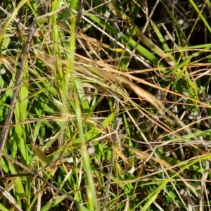 Microlaena stipoides at Jerrabomberra, ACT - 9 Jun 2023