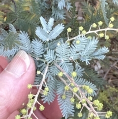 Acacia baileyana (Cootamundra Wattle, Golden Mimosa) at Molonglo Valley, ACT - 9 Jun 2023 by lbradley