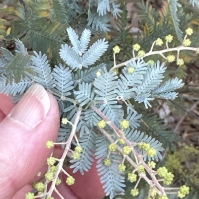 Acacia baileyana (Cootamundra Wattle, Golden Mimosa) at Molonglo Valley, ACT - 9 Jun 2023 by lbradley