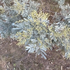 Acacia baileyana x Acacia dealbata at Molonglo Valley, ACT - 9 Jun 2023