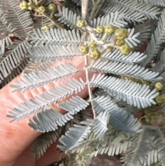 Acacia baileyana x Acacia dealbata at Molonglo Valley, ACT - 9 Jun 2023