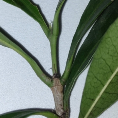 Ixora beckleri (Brown Coffeewood.) at Brooweena, QLD - 4 Jun 2023 by aavankampen