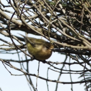 Acanthiza nana at Canberra, ACT - 9 Jun 2023