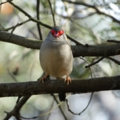 Neochmia temporalis (Red-browed Finch) at Canberra, ACT - 9 Jun 2023 by Steve_Bok