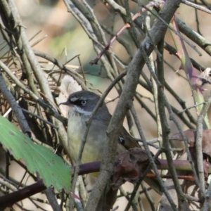 Sericornis frontalis at Canberra, ACT - 9 Jun 2023