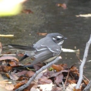 Rhipidura albiscapa at Canberra, ACT - 9 Jun 2023