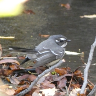 Rhipidura albiscapa (Grey Fantail) at Canberra, ACT - 9 Jun 2023 by Steve_Bok