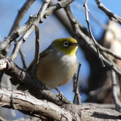 Zosterops lateralis (Silvereye) at Canberra, ACT - 9 Jun 2023 by Steve_Bok