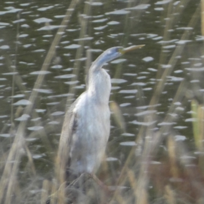 Anhinga novaehollandiae (Australasian Darter) at Molonglo Valley, ACT - 9 Jun 2023 by SteveBorkowskis