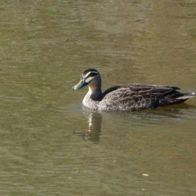 Anas superciliosa (Pacific Black Duck) at Molonglo Valley, ACT - 9 Jun 2023 by Steve_Bok