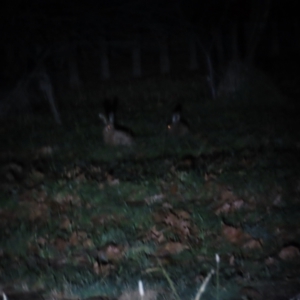 Lepus capensis at Griffith, ACT - 9 Jun 2023