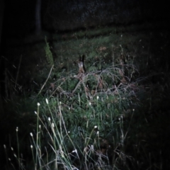 Lepus capensis at Griffith, ACT - 9 Jun 2023 07:20 PM