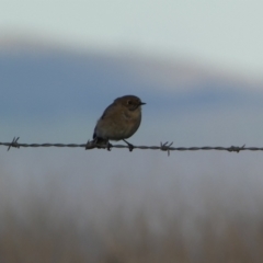 Petroica phoenicea at Molonglo Valley, ACT - 9 Jun 2023 05:06 PM