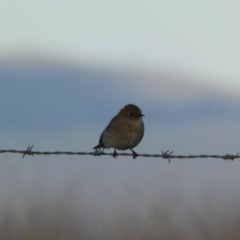 Petroica phoenicea at Molonglo Valley, ACT - 9 Jun 2023