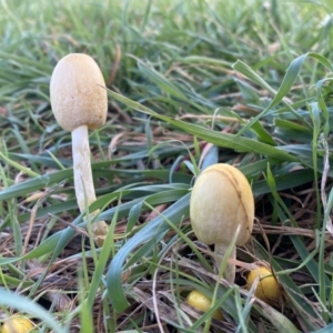 Bolbitiaceae at Molonglo Valley, ACT - 9 Jun 2023