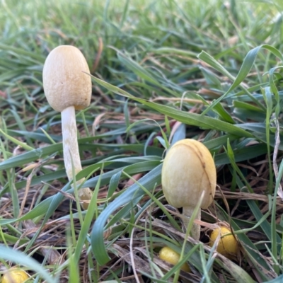 Bolbitiaceae at Molonglo Valley, ACT - 9 Jun 2023 by SteveBorkowskis