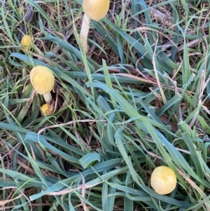 Bolbitiaceae at Molonglo Valley, ACT - 9 Jun 2023