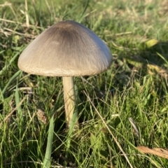 Volvopluteus gloiocephalus (Big Sheath Mushroom) at National Arboretum Woodland - 9 Jun 2023 by SteveBorkowskis