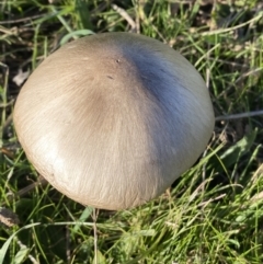 Volvopluteus gloiocephalus at Molonglo Valley, ACT - 9 Jun 2023