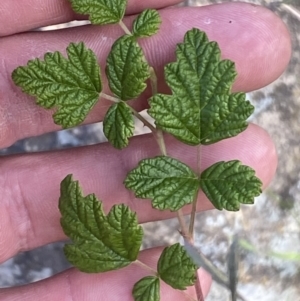 Rubus parvifolius at Molonglo Valley, ACT - 9 Jun 2023 12:47 PM