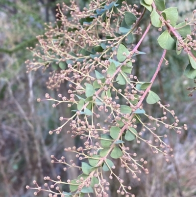 Acacia pravissima (Wedge-leaved Wattle, Ovens Wattle) at Molonglo Valley, ACT - 9 Jun 2023 by Steve_Bok