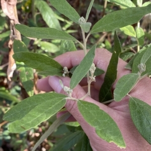 Olearia lirata at Molonglo Valley, ACT - 9 Jun 2023