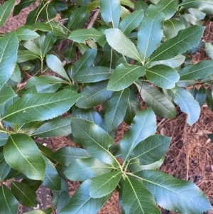 Arbutus unedo at Molonglo Valley, ACT - 9 Jun 2023 12:27 PM