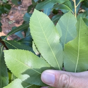 Arbutus unedo at Molonglo Valley, ACT - 9 Jun 2023 12:27 PM