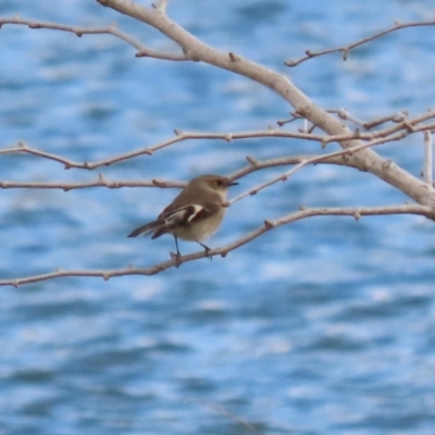 Petroica phoenicea (Flame Robin) at Molonglo Valley, ACT - 9 Jun 2023 by RodDeb