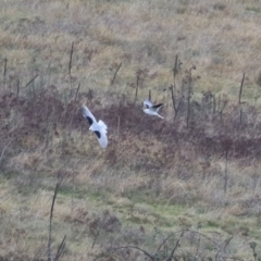 Elanus axillaris (Black-shouldered Kite) at National Arboretum Forests - 9 Jun 2023 by RodDeb